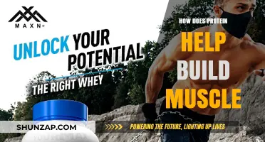 Unlocking Muscle Growth: The Power of Protein Explained