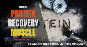 Protein Power: Muscle Recovery Explained