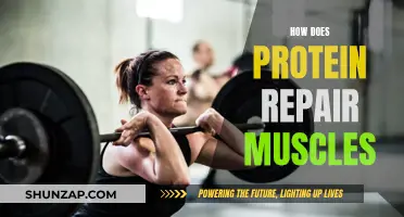 Protein Power: Muscle Repair and Growth