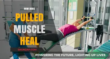 Understanding Pulled Muscle Recovery: Healing Process and Effective Remedies