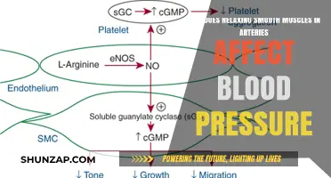 Relaxing Arterial Smooth Muscles: Impact on Blood Pressure Explained