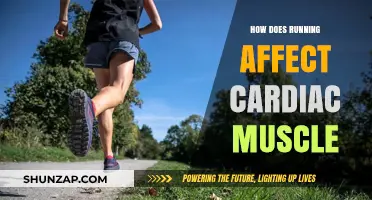 The Impact of Running on Cardiac Muscle: A Comprehensive Guide