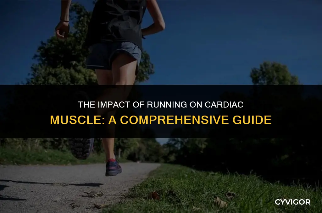 how does running affect cardiac muscle