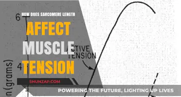Exploring the Impact of Sarcomere Length on Muscle Tension