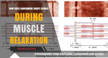 Understanding Sarcomere Shape Dynamics During Muscle Relaxation Process