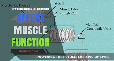 Unraveling the Mysteries: Sarcomere Structure and Muscle Function Explained