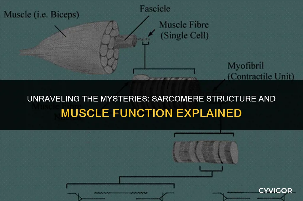 how does sarcomere structure affect muscle function