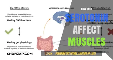 Unveiling the Impact of Serotonin on Muscle Function and Health