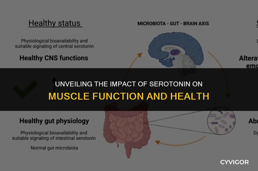 how does serotonin affect muscles