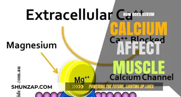 Unveiling the Impact of Serum Calcium on Muscle Function