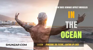 Unseen Impact: Sewage's Effect on Ocean Muscle Health