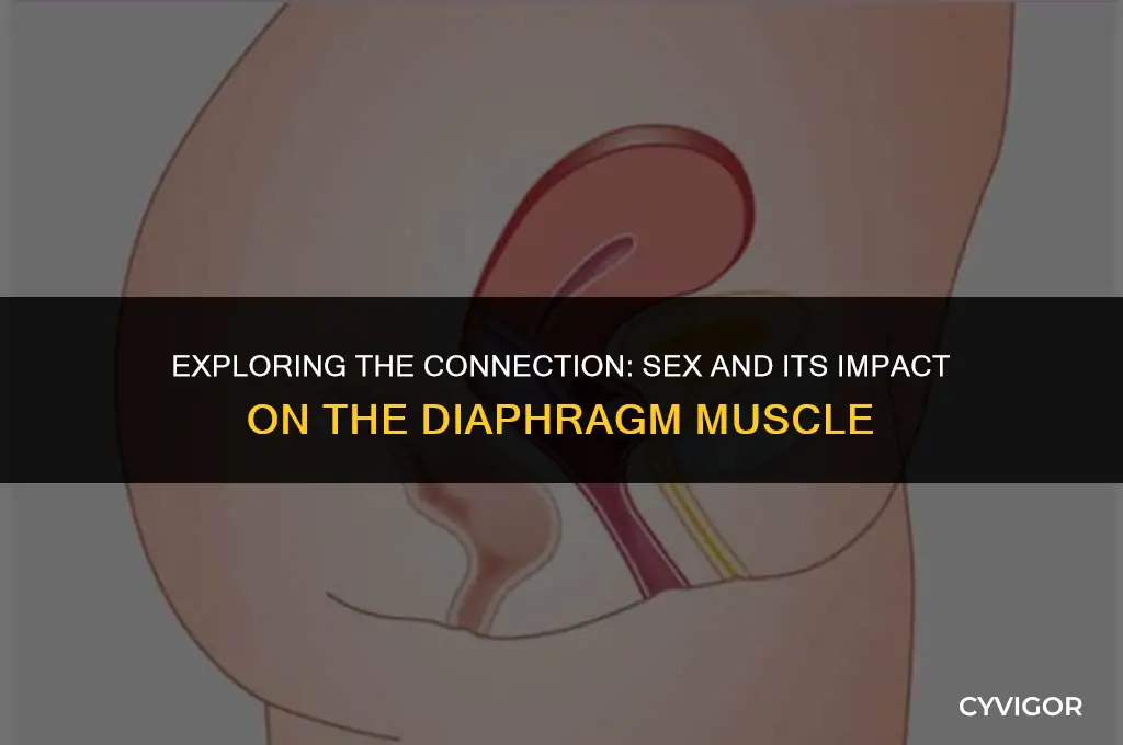 how does sex affect the diaphram muscle