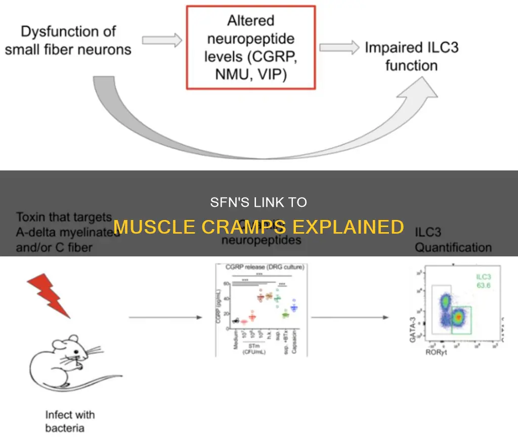 how does sfn cause muscle cramps