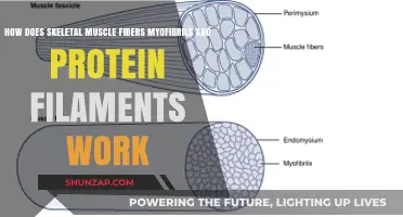 Skeletal Muscle Fibers: Myofibrils and Protein Filaments Explained