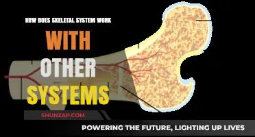 Skeletal System Synergy: How Bones Collaborate with Other Body Systems
