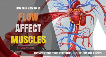 Exploring the Impact of Slow Blood Flow on Muscle Health