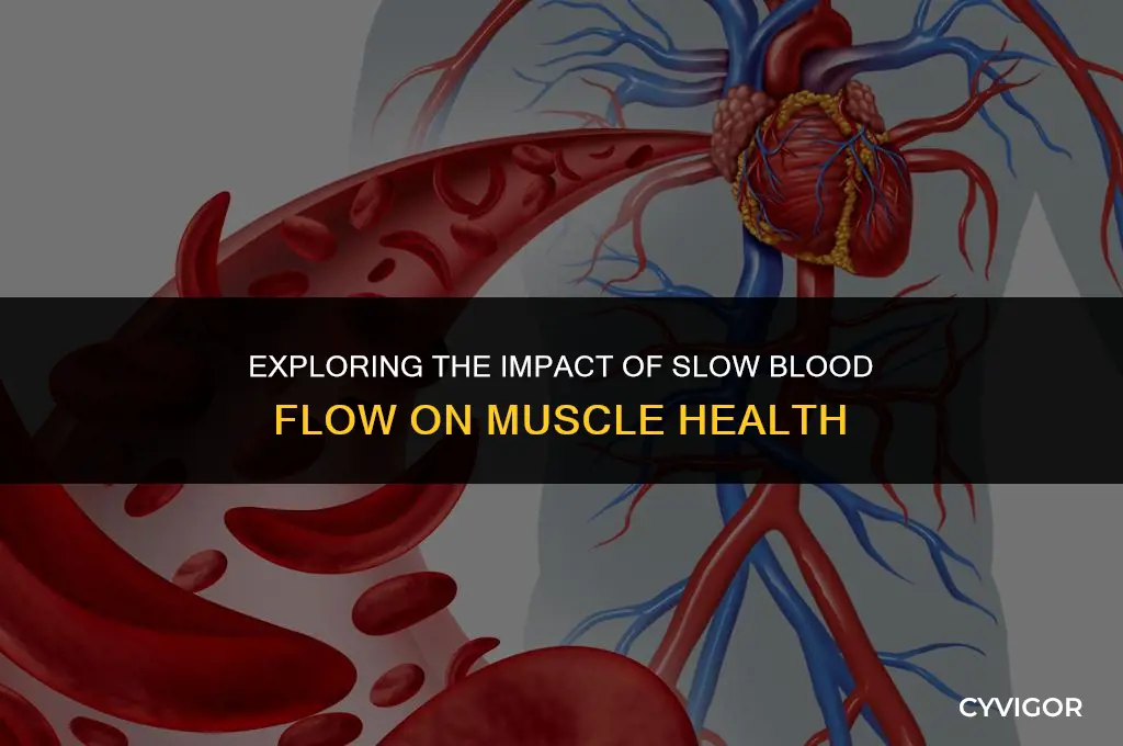 how does slow blood flow affect muscles