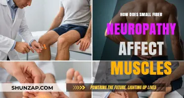 Unraveling the Impact of Small Fiber Neuropathy on Muscle Health