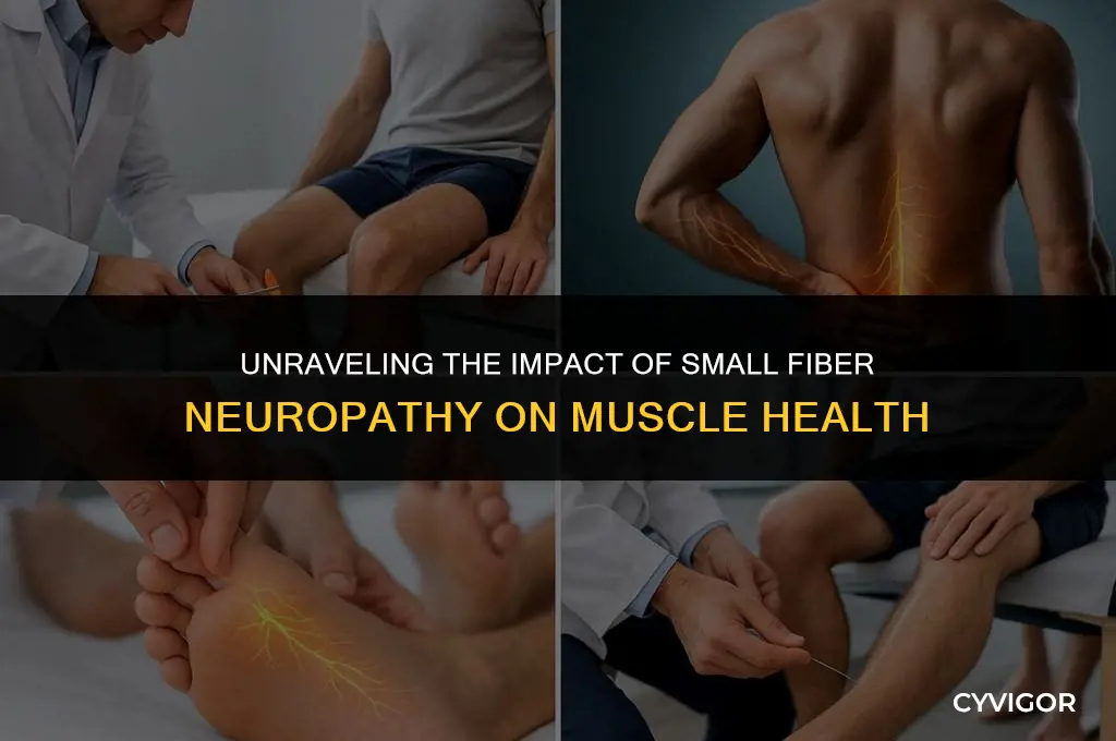 how does small fiber neuropathy affect muscles