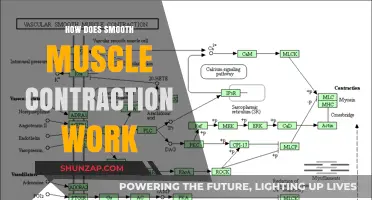 Understanding Smooth Muscle Contraction: Mechanisms, Pathways, and Functions Explained