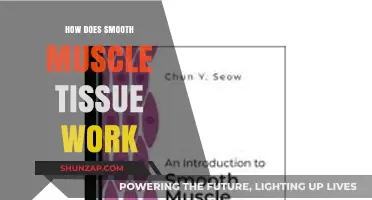 Understanding Smooth Muscle Tissue Function: A Comprehensive Guide to Its Mechanics