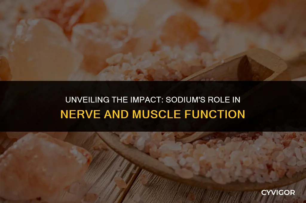how does sodium affect nerves and muscles