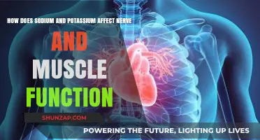 Electrolyte Balance: Sodium and Potassium's Role in Nerve and Muscle Function