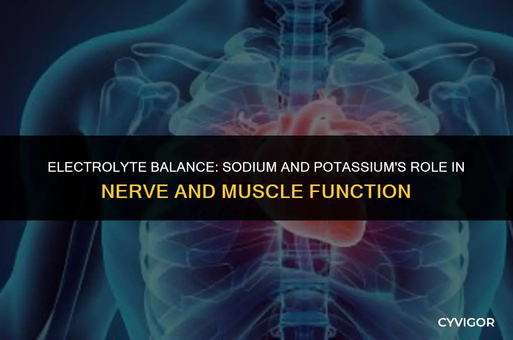how does sodium and potassium affect nerve and muscle function