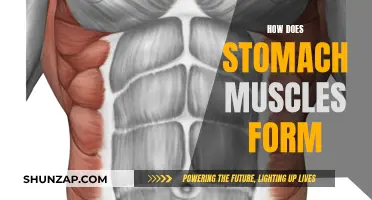 Building Strong Abs: Understanding Stomach Muscle Formation