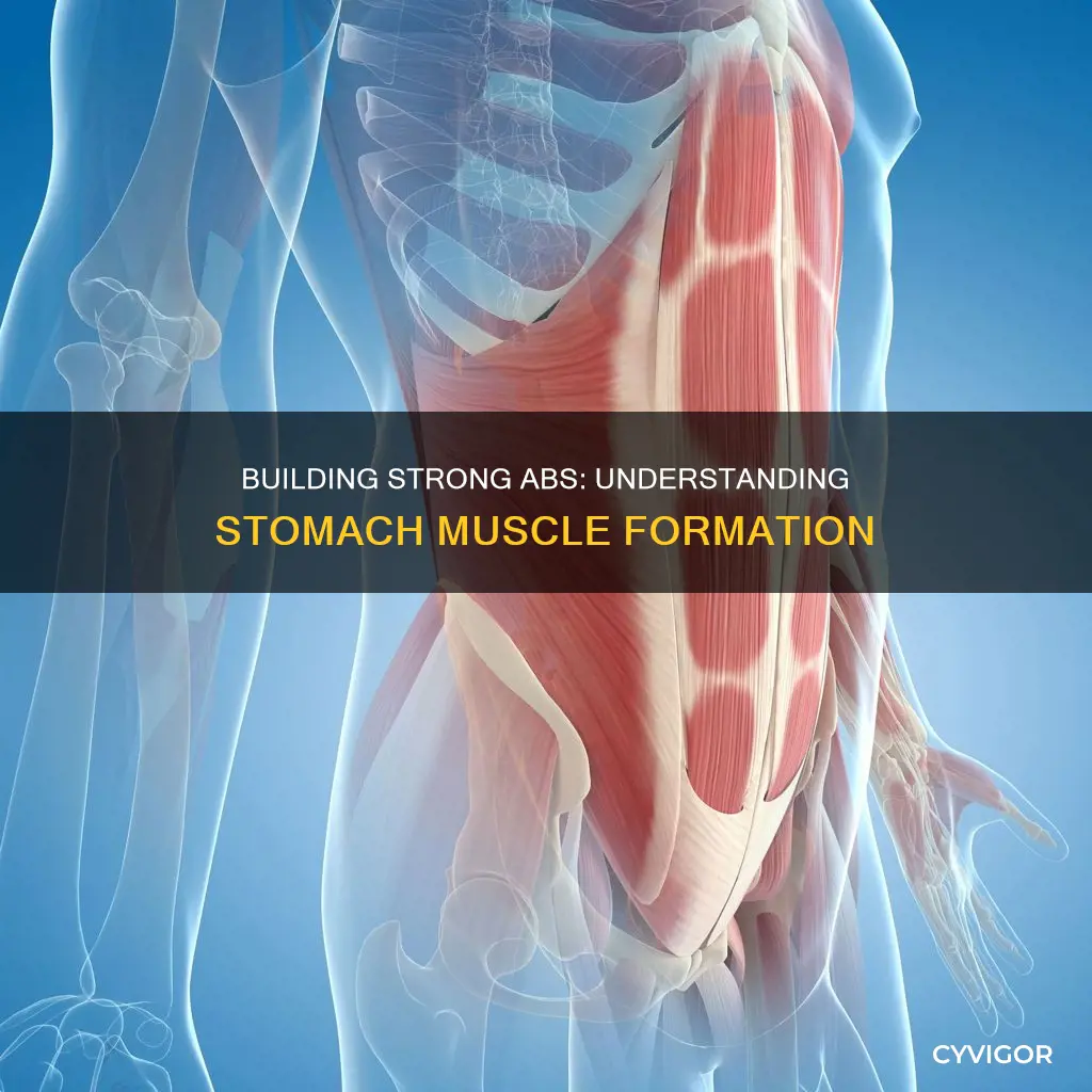 how does stomach muscles form