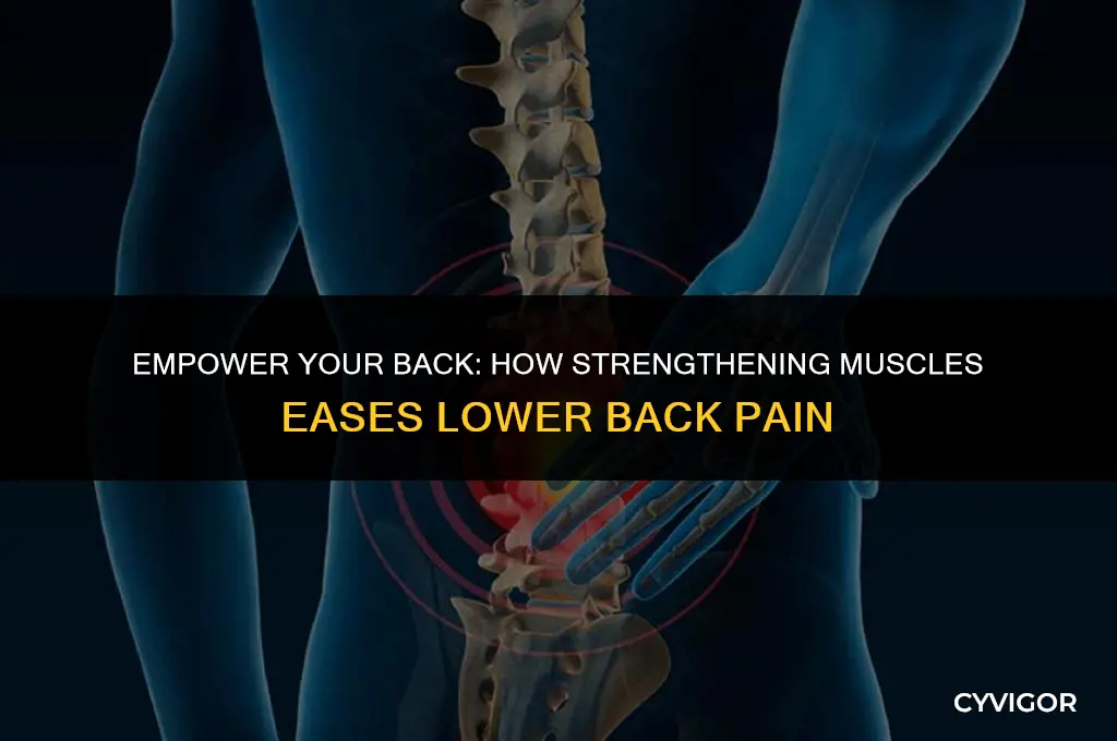 how does strengtheningof back muscles reduce lower back pain