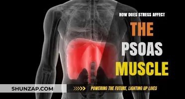 Unraveling the Impact of Stress on Your Psoas Muscle