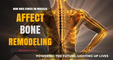 Muscle Tension's Impact: Unraveling the Connection to Bone Remodeling