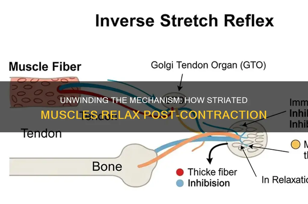 how does striated muscle relax after contraction