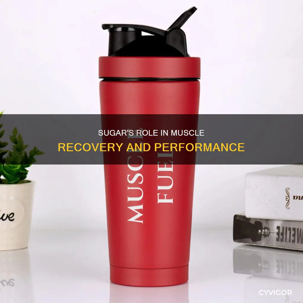 how does sugar refuel muscles