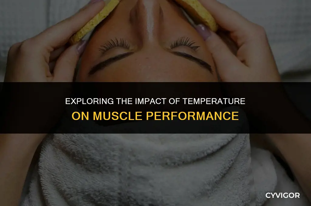 how does temperature affect muscle function