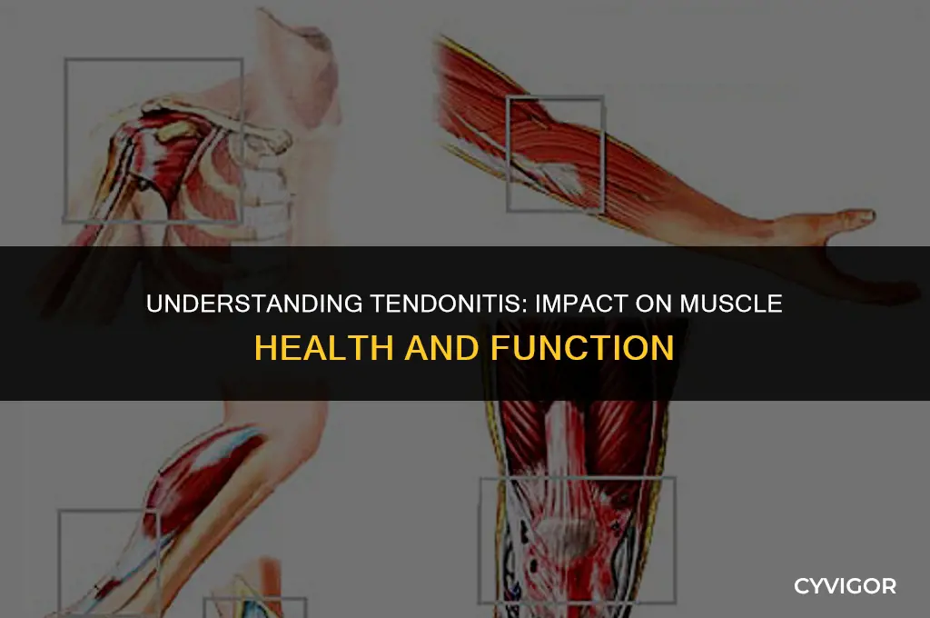 how does tendonitis affect the muscle