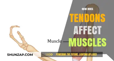 Exploring the Intricate Relationship Between Tendons and Muscles