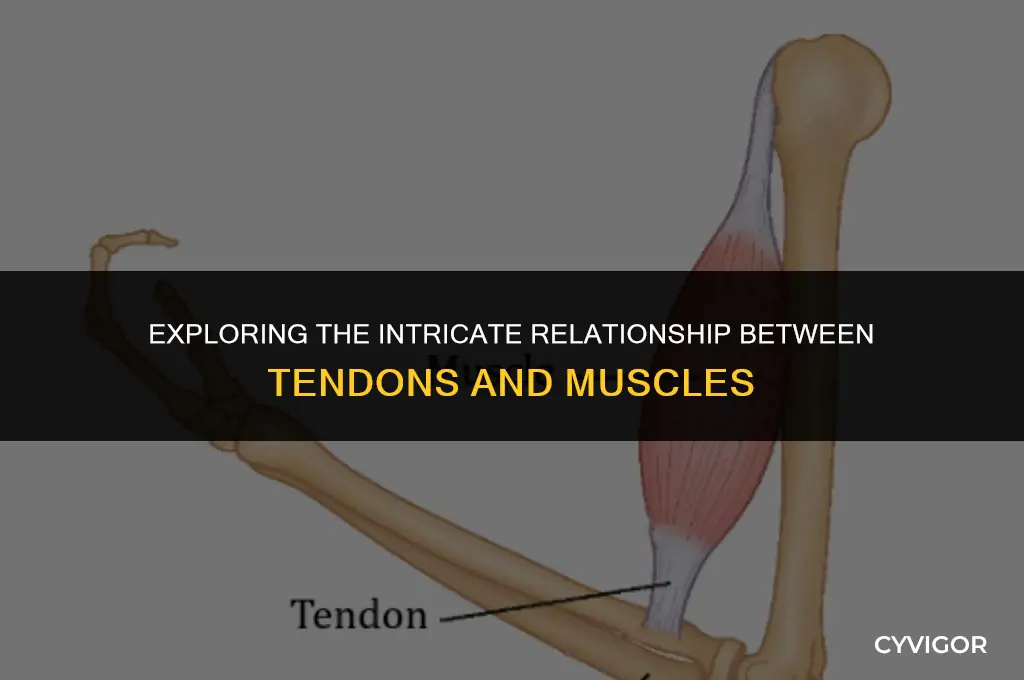 how does tendons affect muscles