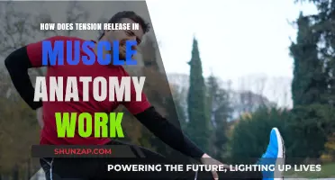 Understanding Muscle Tension Release: Anatomy, Mechanisms, and Effective Techniques