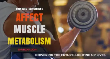 Unveiling Testosterone's Role in Muscle Metabolism: A Comprehensive Guide