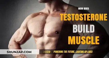 Unlocking Strength: The Science Behind Testosterone and Muscle Growth