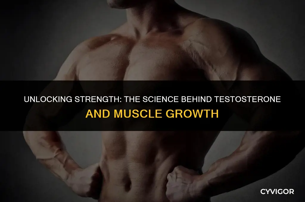 how does testosterone build muscle