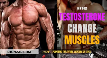 Testosterone's Muscle-Building Power: Unlocking the Science
