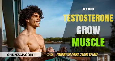 Testosterone's Role in Muscle Growth: Mechanisms and Maximizing Results