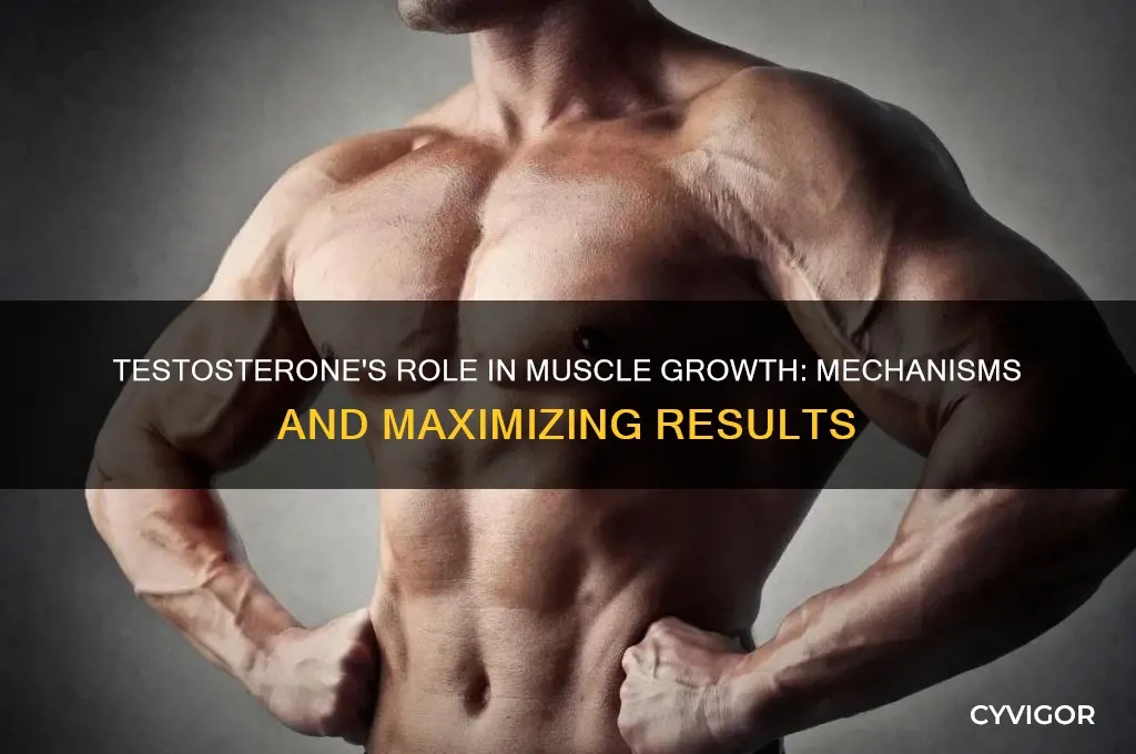 how does testosterone grow muscle