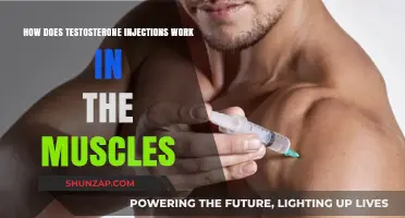 Testosterone Injections: How They Work in Muscles for Strength and Growth