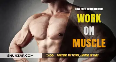 Testosterone's Role in Muscle Growth: Mechanisms and Effects Explained