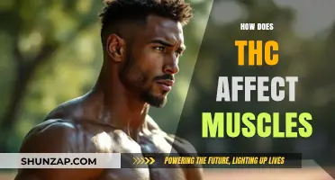 Exploring the Impact of THC on Muscle Function and Recovery