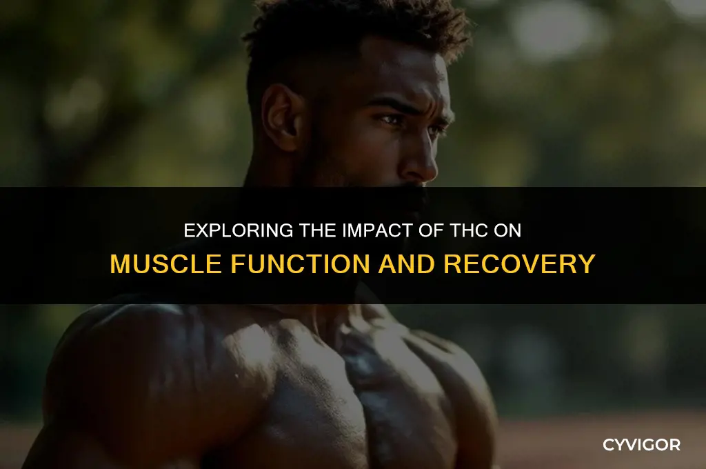 how does thc affect muscles